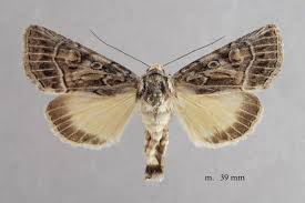 Attēlu rezultāti vaicājumam “Thalpophila matura”