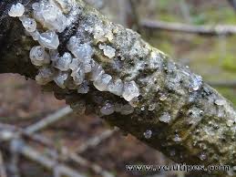 Attēlu rezultāti vaicājumam “Myxarium nucleatum”