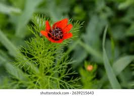 Image result for Adonis aestivalis