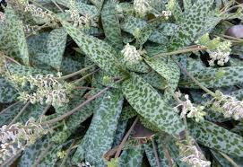 Attēlu rezultāti vaicājumam “Lycogala leopardinum sessile”