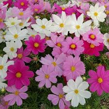 Image result for Cosmos bipinnatus