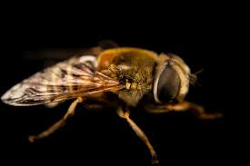 Attēlu rezultāti vaicājumam “Eristalis sp.”