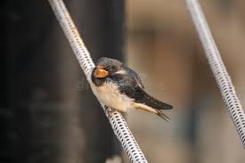Attēlu rezultāti vaicājumam “Hirundo rustica juvenile”