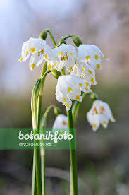 Attēlu rezultāti vaicājumam “Leucojum vernum var. carpathicum flower”