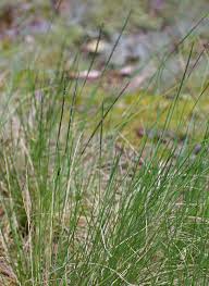 Attēlu rezultāti vaicājumam “Nardus stricta fruit”