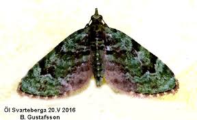 Attēlu rezultāti vaicājumam “Chloroclystis v-ata”