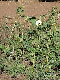 Attēlu rezultāti vaicājumam “Malvaceae”