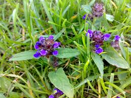 Attēlu rezultāti vaicājumam “Prunella vulgaris”