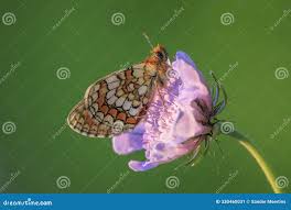 Attēlu rezultāti vaicājumam “Mellicta athalia underside”