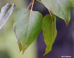 Attēlu rezultāti vaicājumam “Populus x jackii”