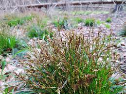 Attēlu rezultāti vaicājumam “Carex digitata fruit”