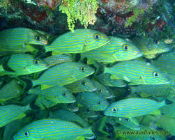 Image result for Haemulon sciurus