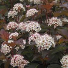Attēlu rezultāti vaicājumam “Physocarpus opulifolius”
