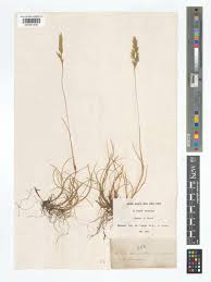 Attēlu rezultāti vaicājumam “Festuca rubra subsp. rubra fruit”