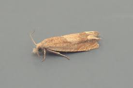 Attēlu rezultāti vaicājumam “Eucosma aspidiscana”