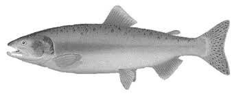 Image result for Oncorhynchus