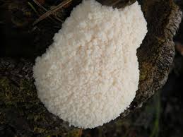 Attēlu rezultāti vaicājumam “Reticularia lycoperdon young”