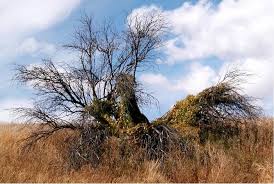 Attēlu rezultāti vaicājumam “Bryonia alba fruit”