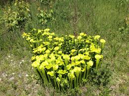 Attēlu rezultāti vaicājumam “Saelania glaucescens sporophyte”