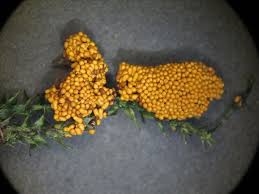 Attēlu rezultāti vaicājumam “Oligonema flavidum”