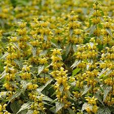 Attēlu rezultāti vaicājumam “Lamiastrum galeobdolon bud”
