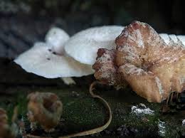 Attēlu rezultāti vaicājumam “Polyporus ciliatus”