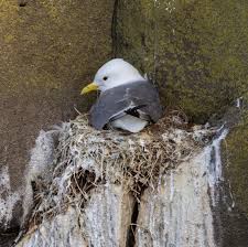 Attēlu rezultāti vaicājumam “Rissa tridactyla nest”
