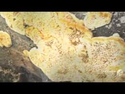 Attēlu rezultāti vaicājumam “Hapalopilus croceus”