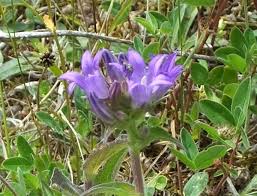Attēlu rezultāti vaicājumam “Campanula glomerata leaf”
