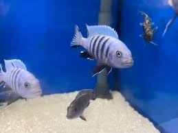 Risultati immagini per cynotilapia pulpican