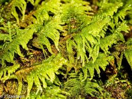 Attēlu rezultāti vaicājumam “Ptilium crista-castrensis sporophyte”