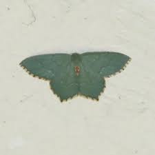 Attēlu rezultāti vaicājumam “Hemithea aestivaria”