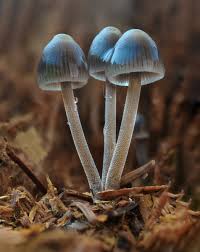 Attēlu rezultāti vaicājumam “Mycena amicta”