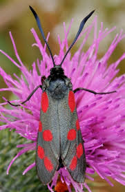 Attēlu rezultāti vaicājumam “Zygaena filipendulae exuvia”