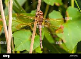 Attēlu rezultāti vaicājumam “Aeshna grandis”