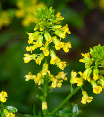 Attēlu rezultāti vaicājumam “Barbarea vulgaris subsp. arcuata fruit”