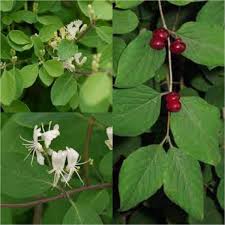 Attēlu rezultāti vaicājumam “Lonicera xylosteum”