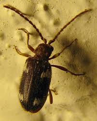 Attēlu rezultāti vaicājumam “Ptinus sp.”