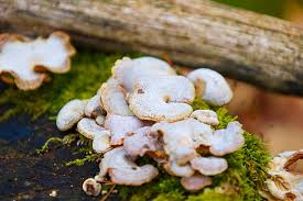 Attēlu rezultāti vaicājumam “Panellus stipticus”