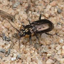 Attēlu rezultāti vaicājumam “Loricera pilicornis”