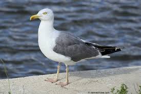 Attēlu rezultāti vaicājumam “Larus argentatus adult”