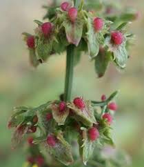 Attēlu rezultāti vaicājumam “Rumex obtusifolius”