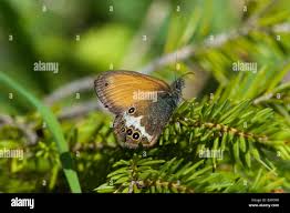 Attēlu rezultāti vaicājumam “Coenonympha arcania underside”