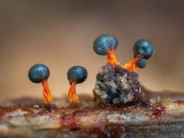 Attēlu rezultāti vaicājumam “Cribraria argillacea young”