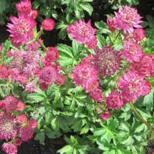 Image result for Astrantia majon `Abbey Road`