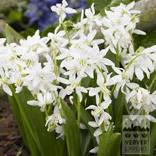 Attēlu rezultāti vaicājumam “Scilla siberica”