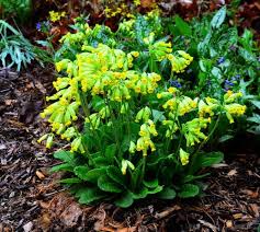 Attēlu rezultāti vaicājumam “Primula veris leaf”