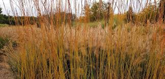 Attēlu rezultāti vaicājumam “Molinia caerulea fruit”