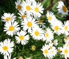 Image result for Aster alpinus