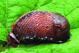 Attēlu rezultāti vaicājumam “Limax cinereoniger”